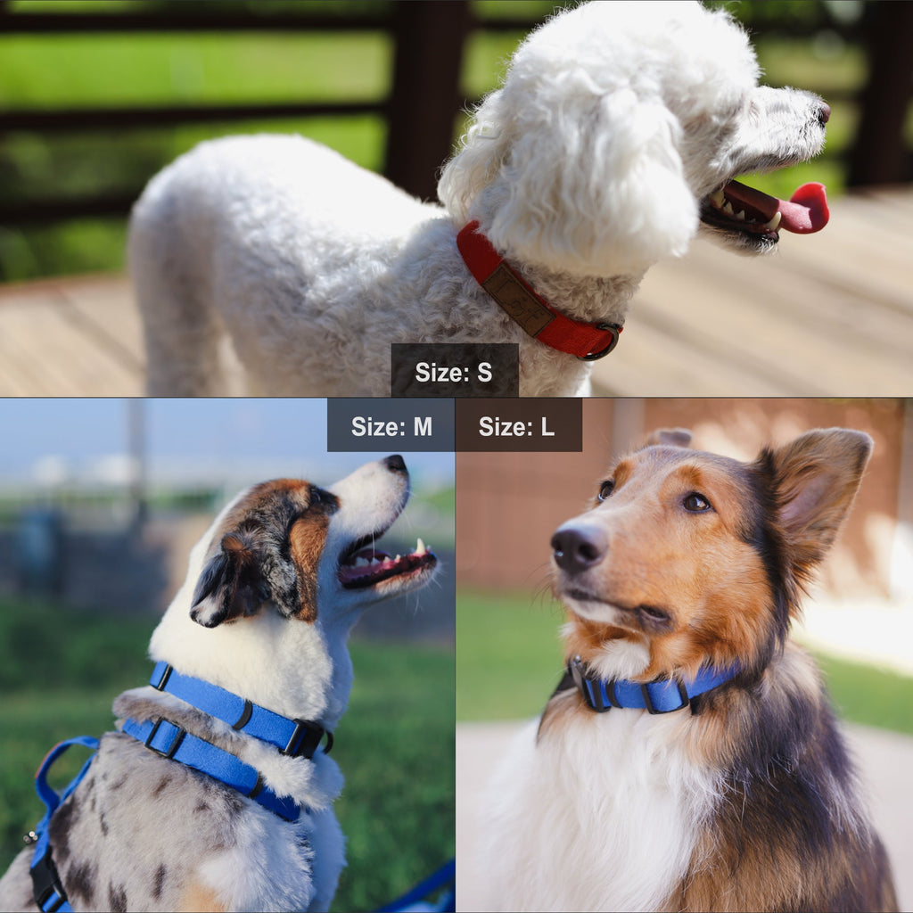 Adjustable Webbing Dog Collar